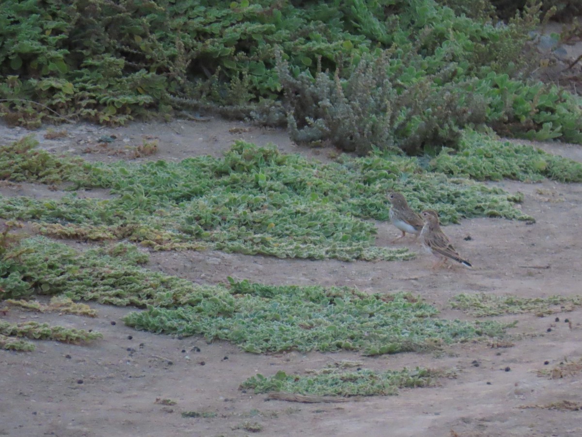 Alouette pispolette - ML645330980