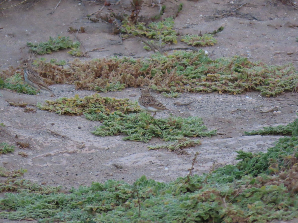 Alouette pispolette - ML645330981