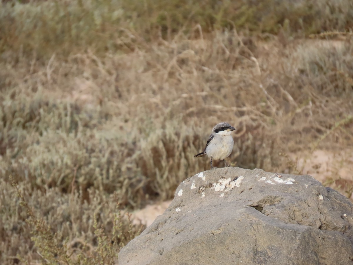 Great Gray Shrike - ML645330995