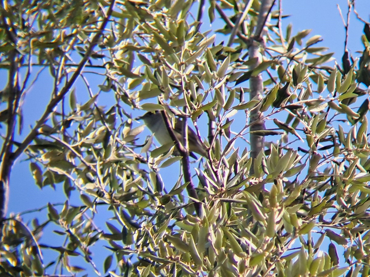 Eurasian Blackcap - ML645330999