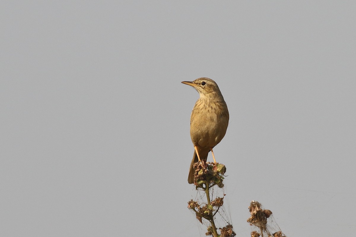 Длинноклювый конёк - ML645331006