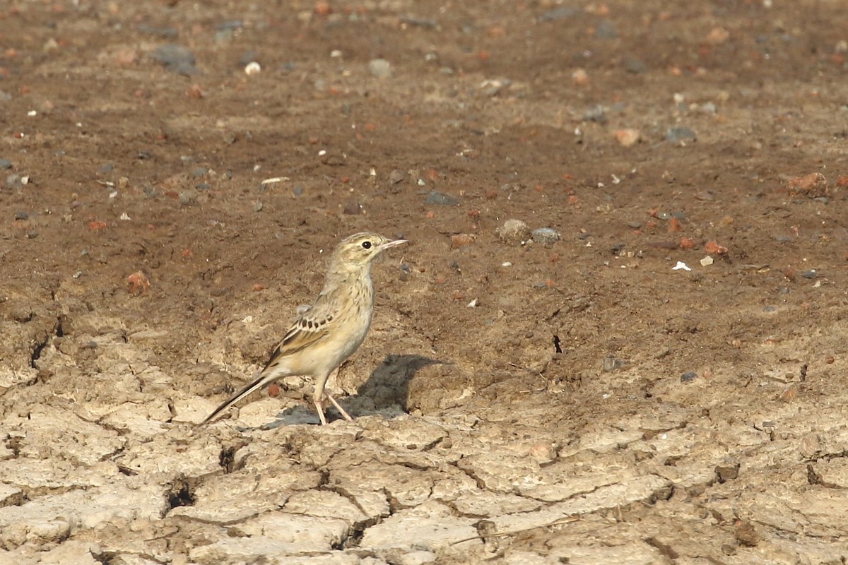 Рисовой конёк - ML645331007