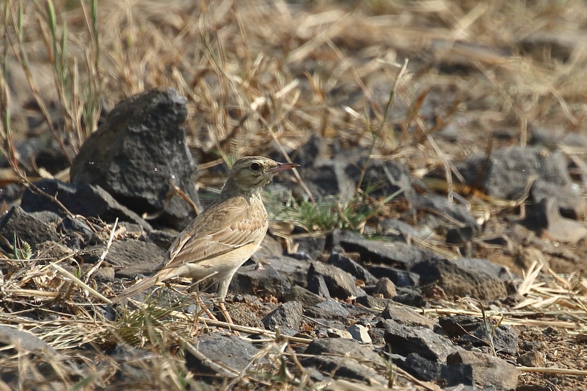 פפיון הודי - ML645331008