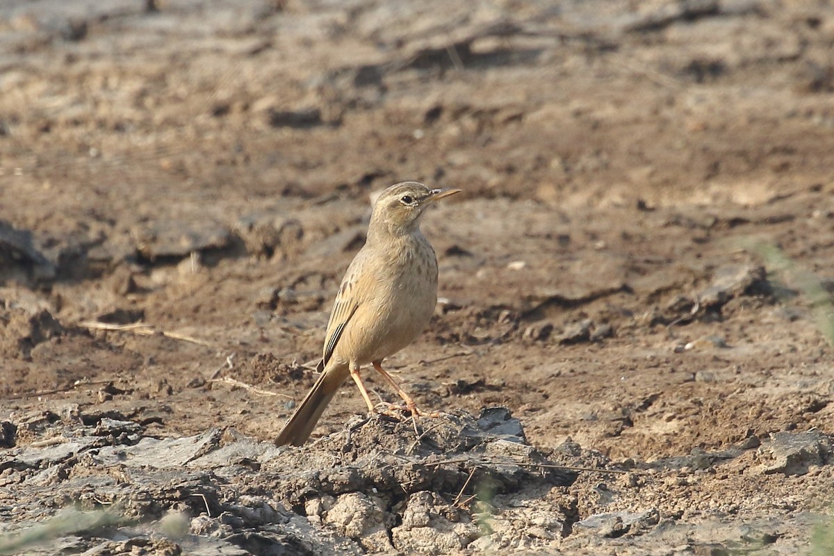 פפיון הרים - ML645331009