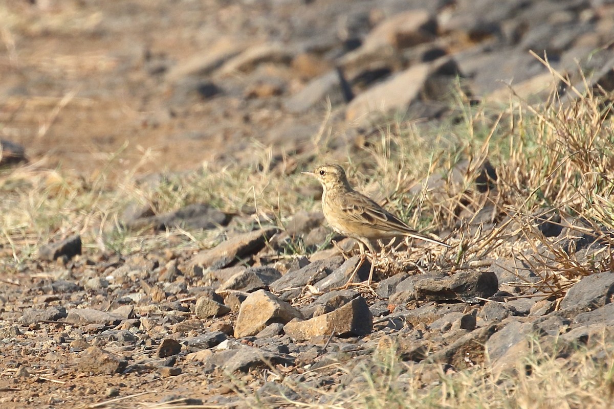 Рисовой конёк - ML645331010