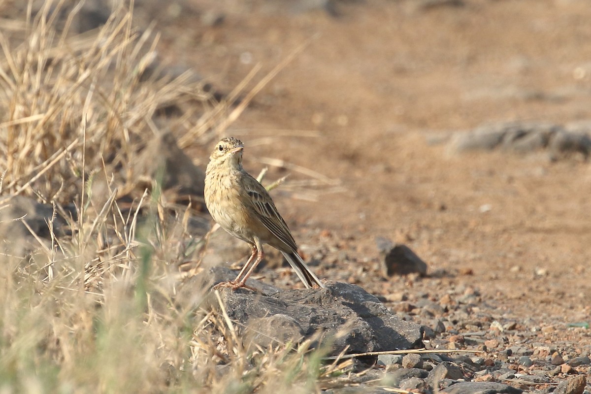 Рисовой конёк - ML645331011