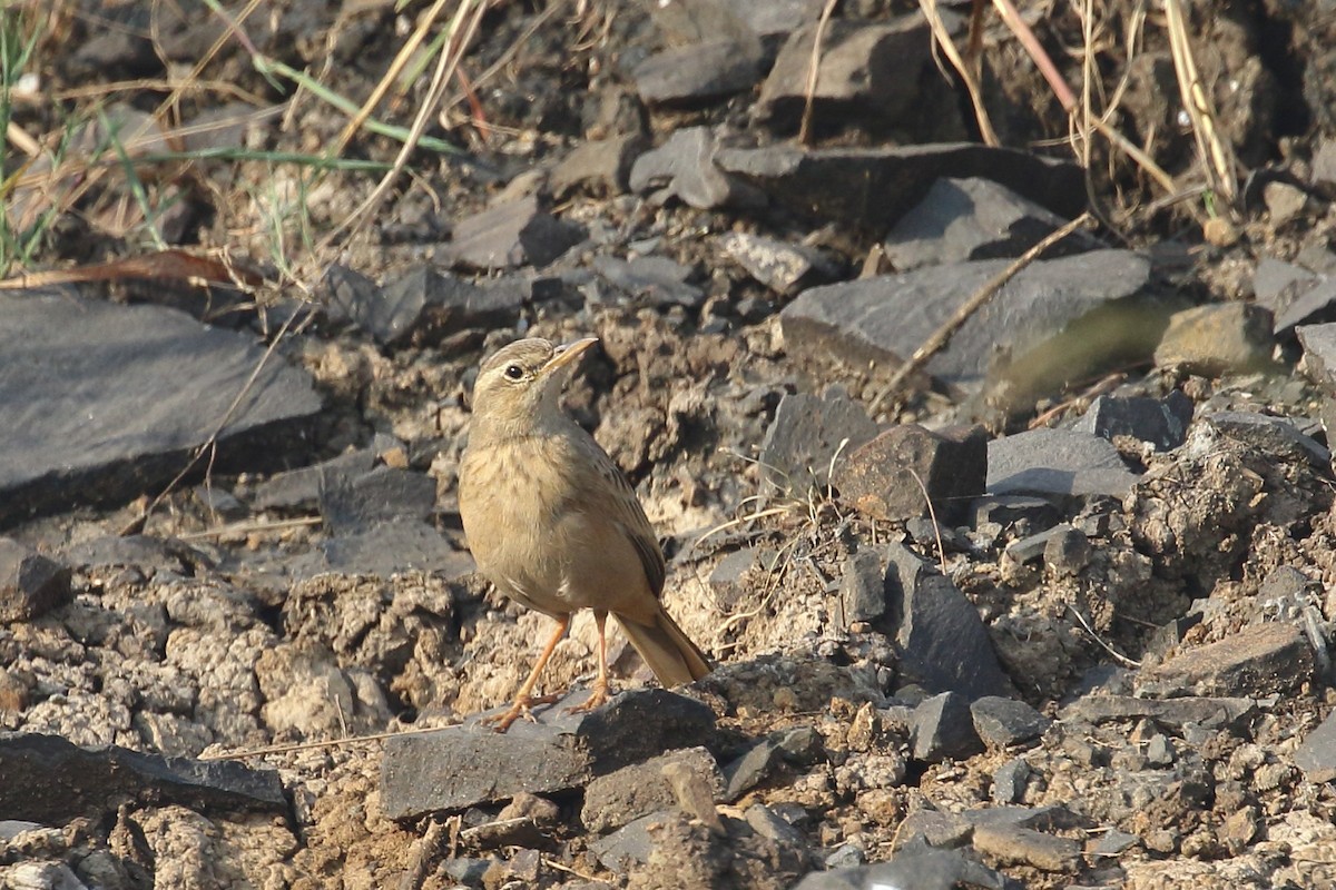 Длинноклювый конёк - ML645331012