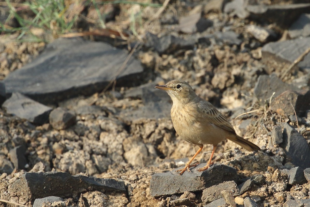 פפיון הרים - ML645331013