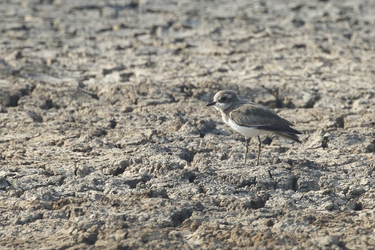 Рисовой конёк - ML645331014