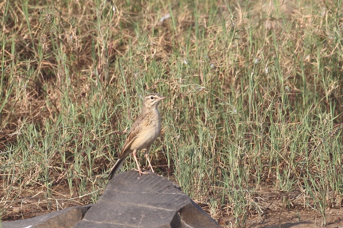 פפיון הודי - ML645331015