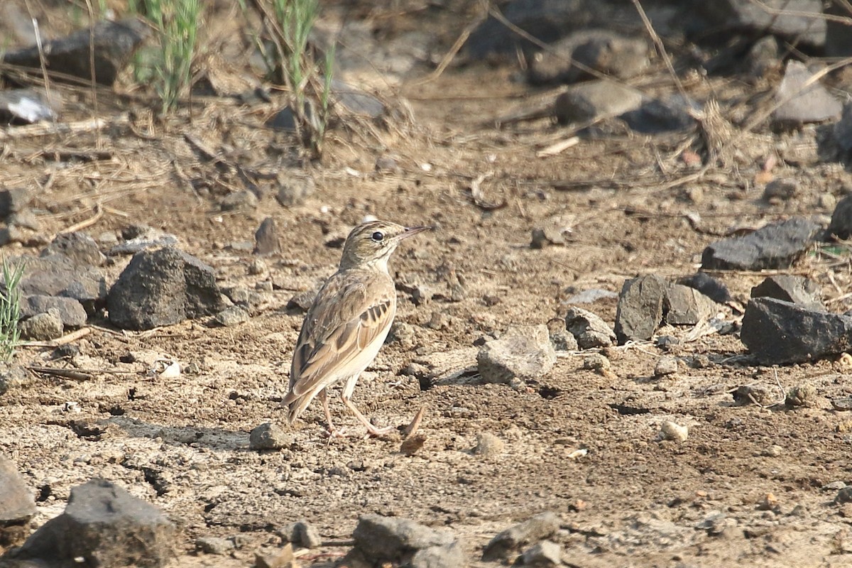 פפיון הודי - ML645331016