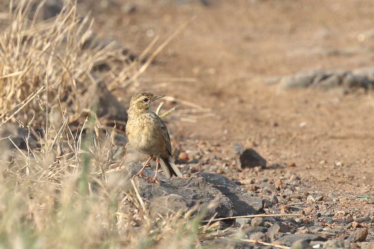 פפיון הודי - ML645331017