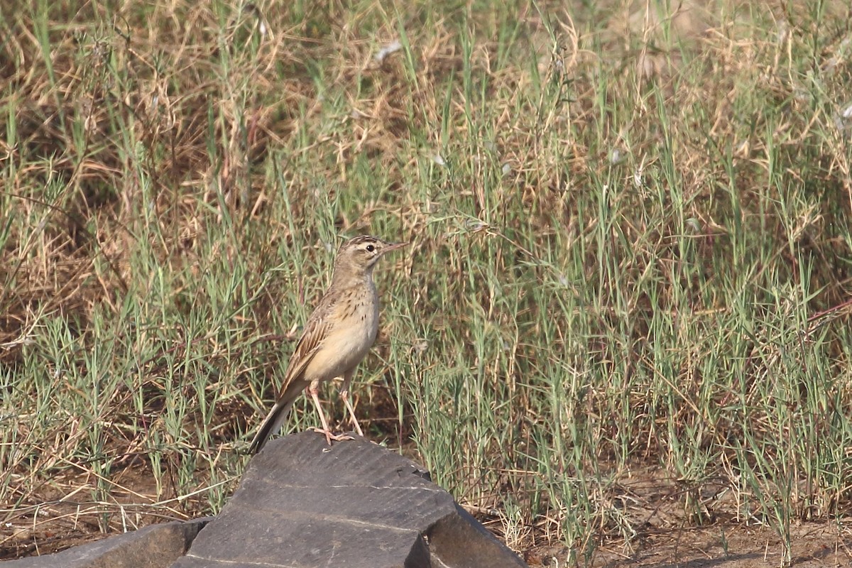 פפיון הודי - ML645331018