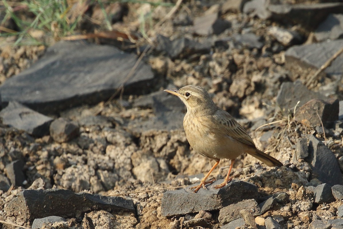 פפיון הרים - ML645331019