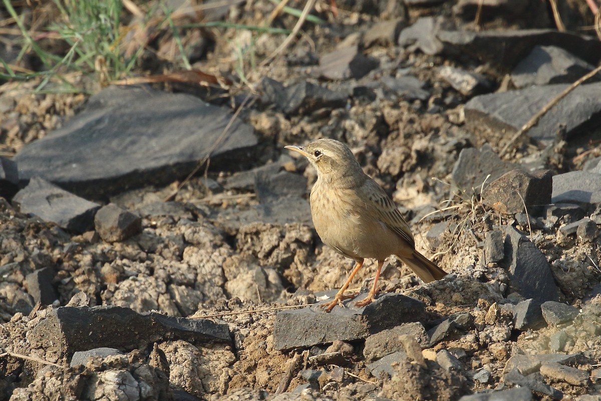 פפיון הרים - ML645331020