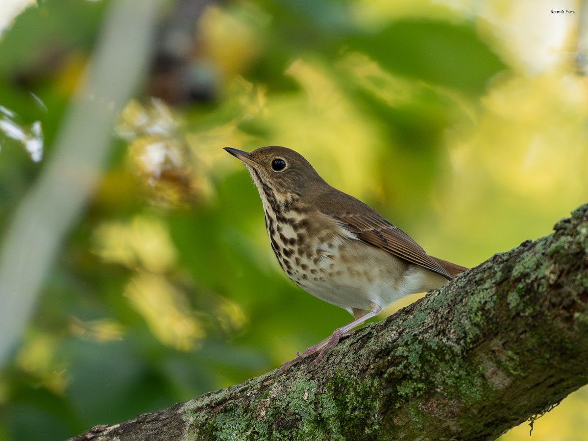 קיכלי חלוד-זנב - ML645331023