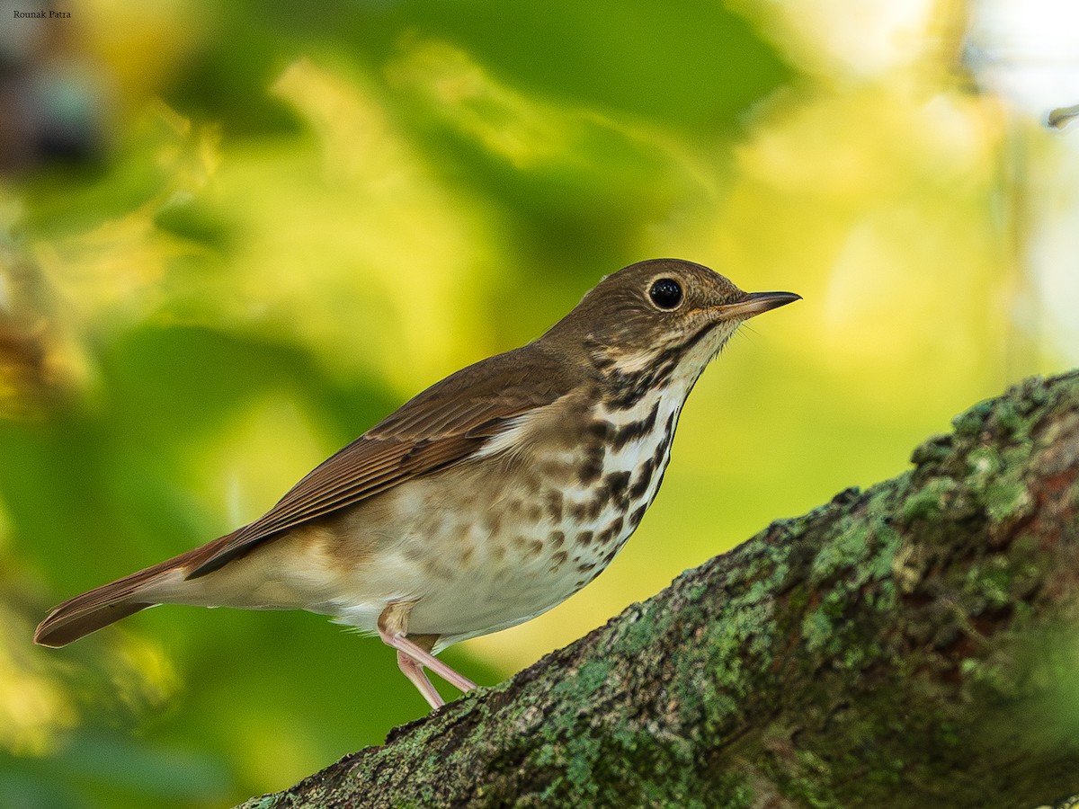 קיכלי חלוד-זנב - ML645331024