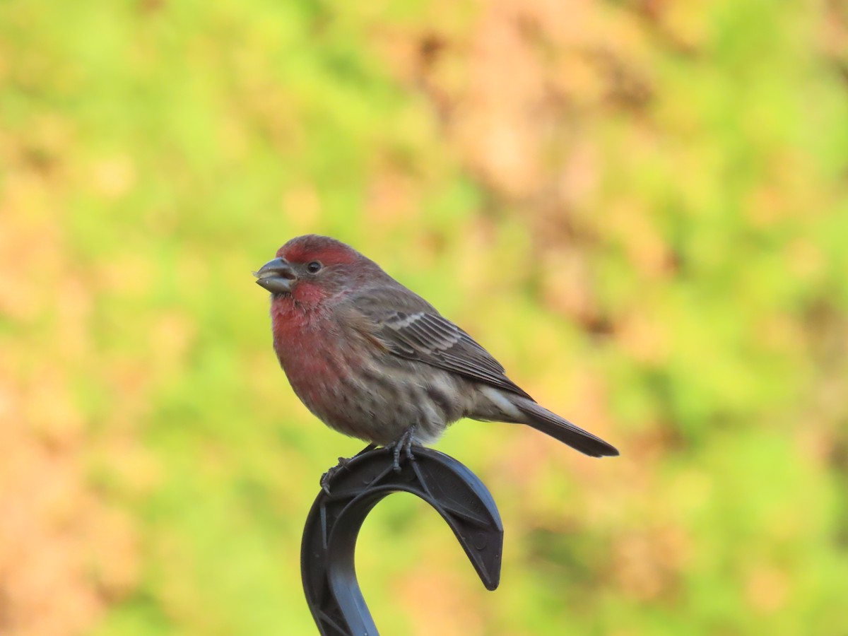House Finch - ML645331026