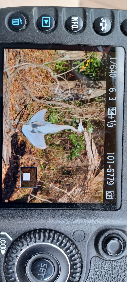 אנפה אמריקנית - ML645331027