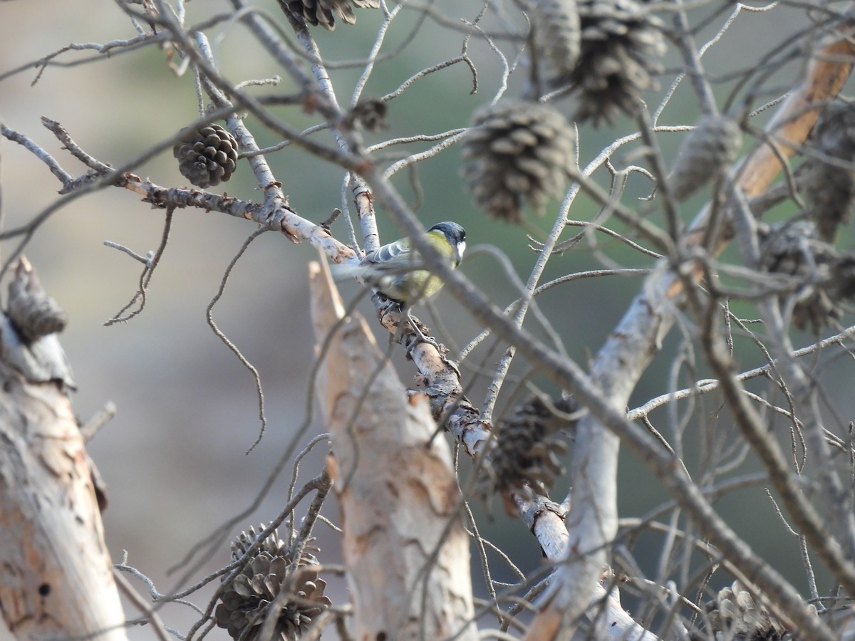 פרוש מצוי - ML645331028