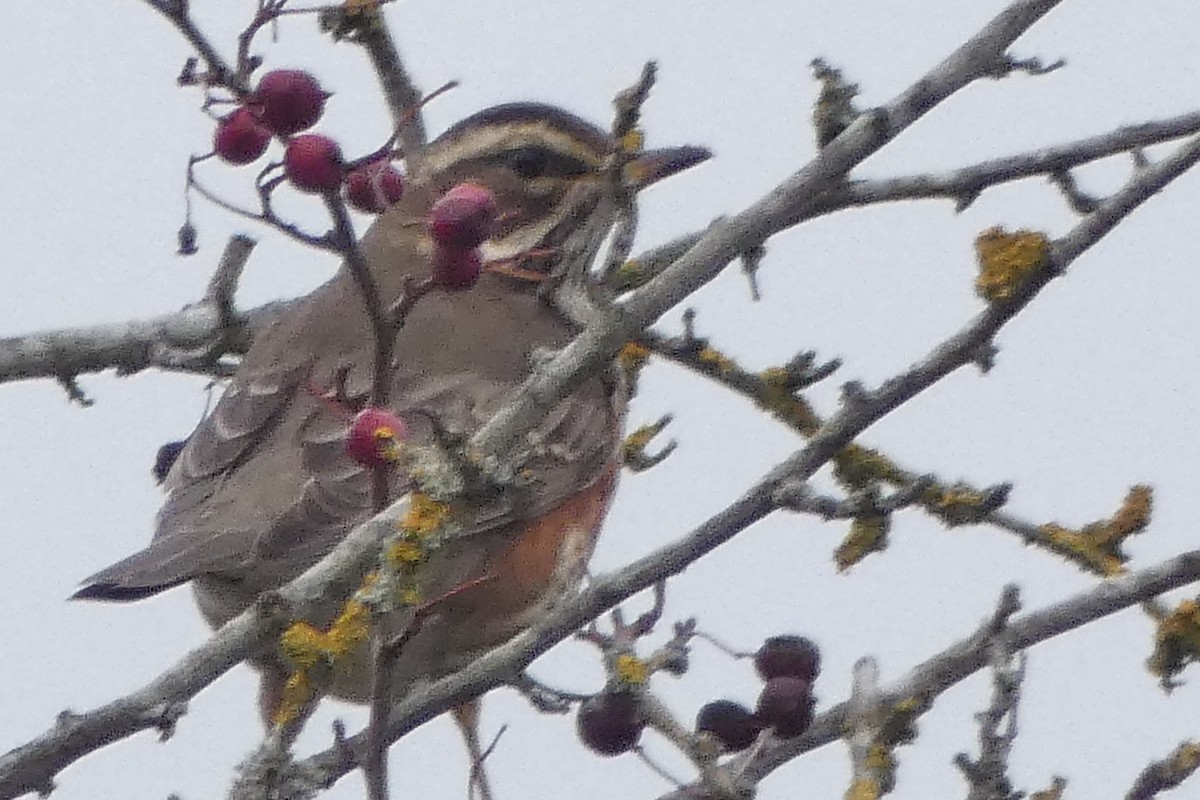 קיכלי לבן-גבה - ML645331029