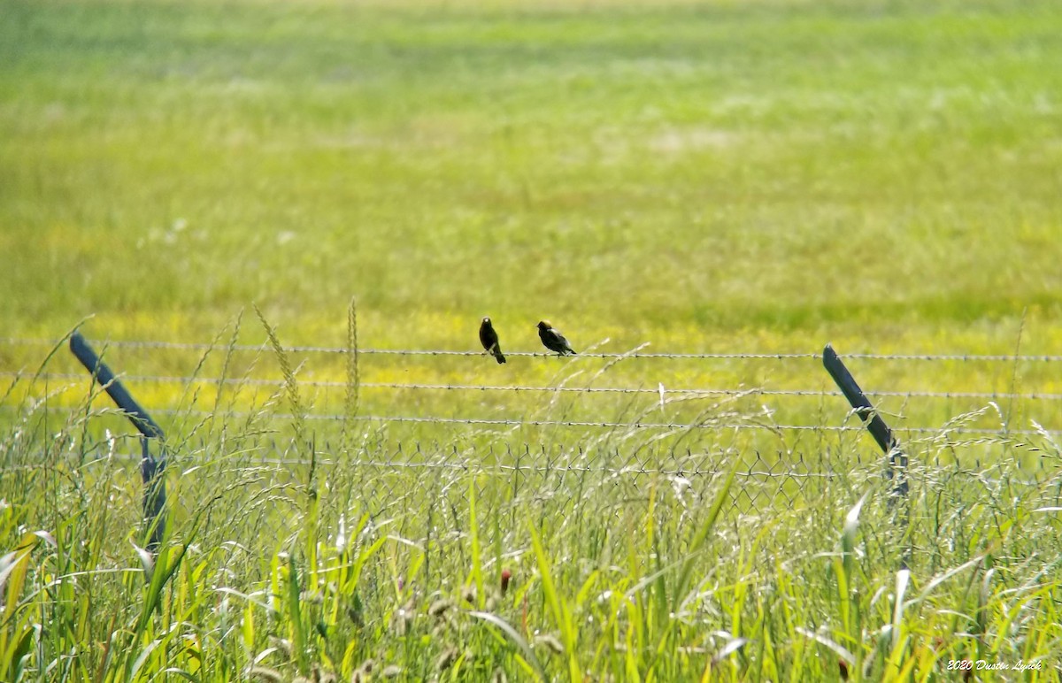דרורן זהוב - ML645331030