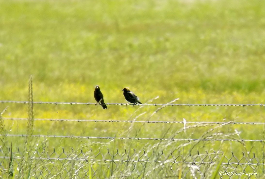 דרורן זהוב - ML645331031
