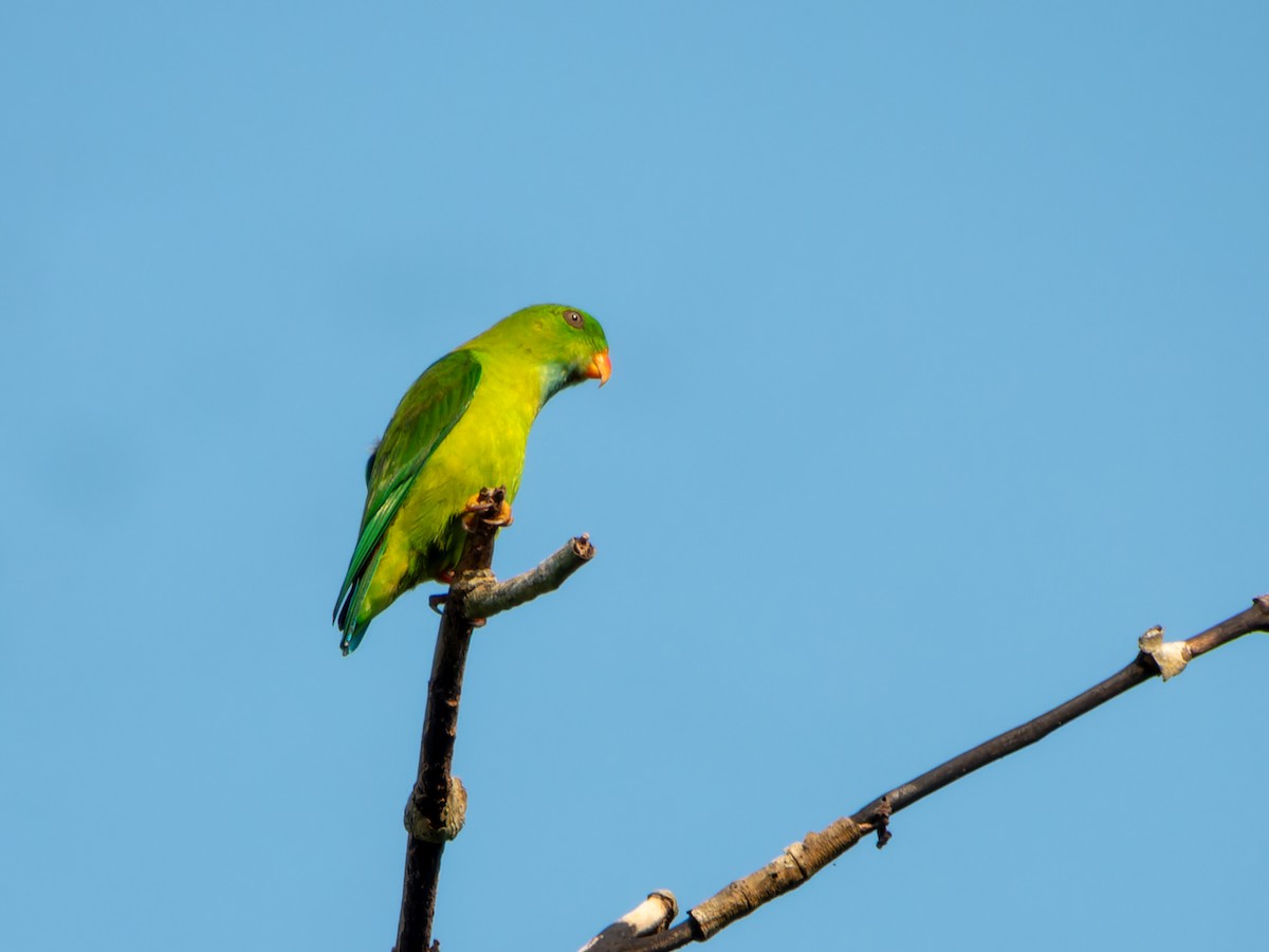 Vernal Hanging-Parrot - ML645331032