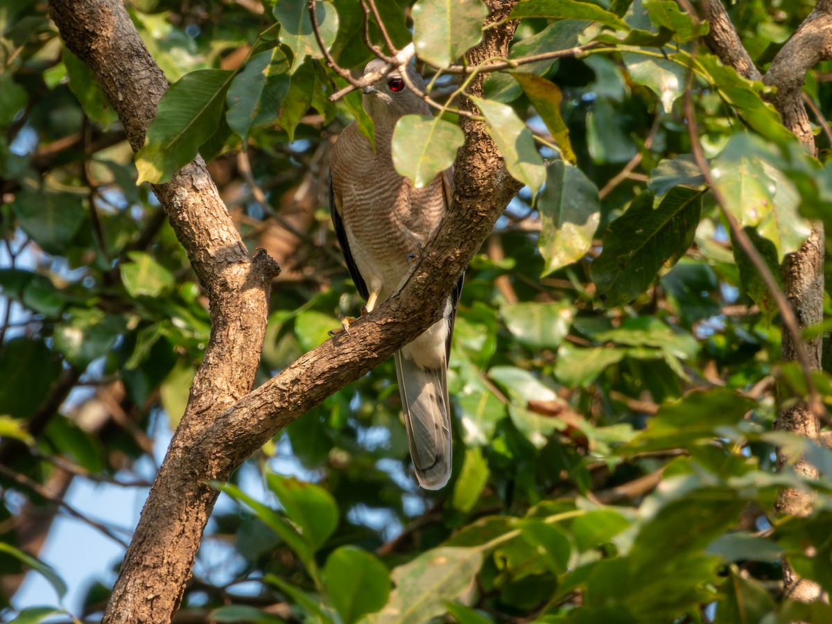 נץ הים הכספי - ML645331033