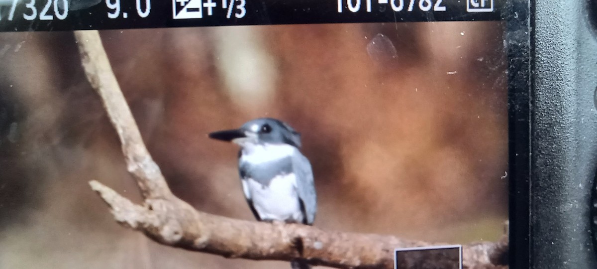 שלדג אמריקני - ML645331035