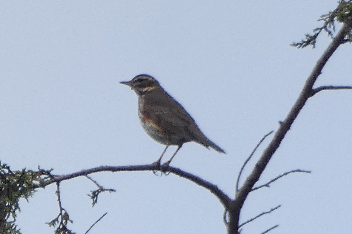 קיכלי לבן-גבה - ML645331036