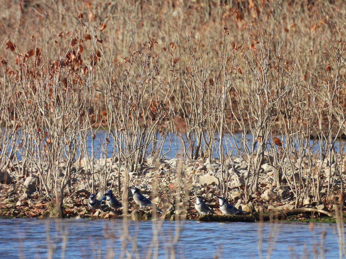 Blue Jay - ML645331037