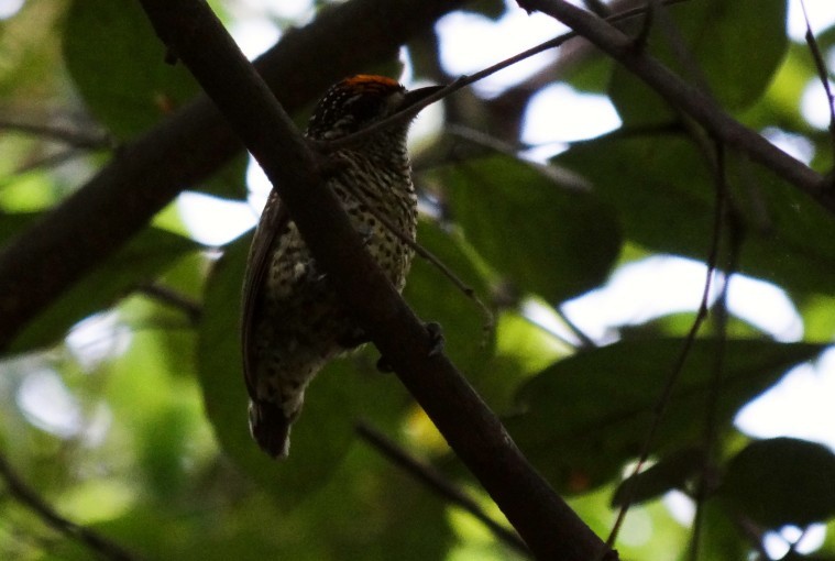 Golden-spangled Piculet - ML645331039