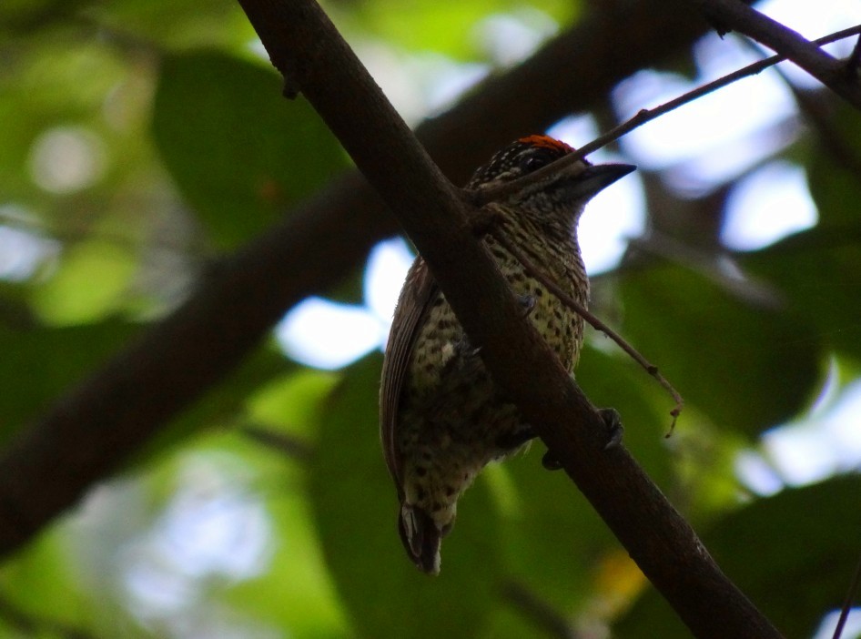 Golden-spangled Piculet - ML645331040
