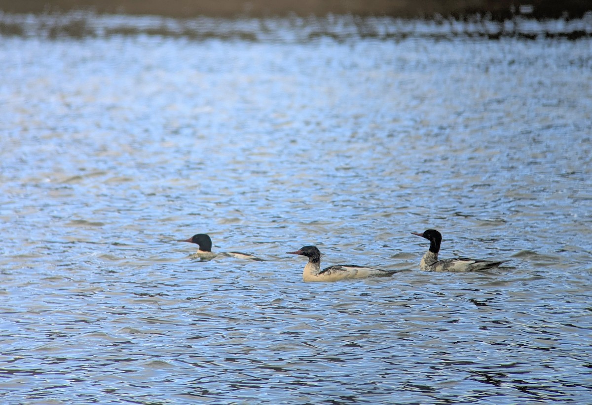 מרגון גדול - ML645331042