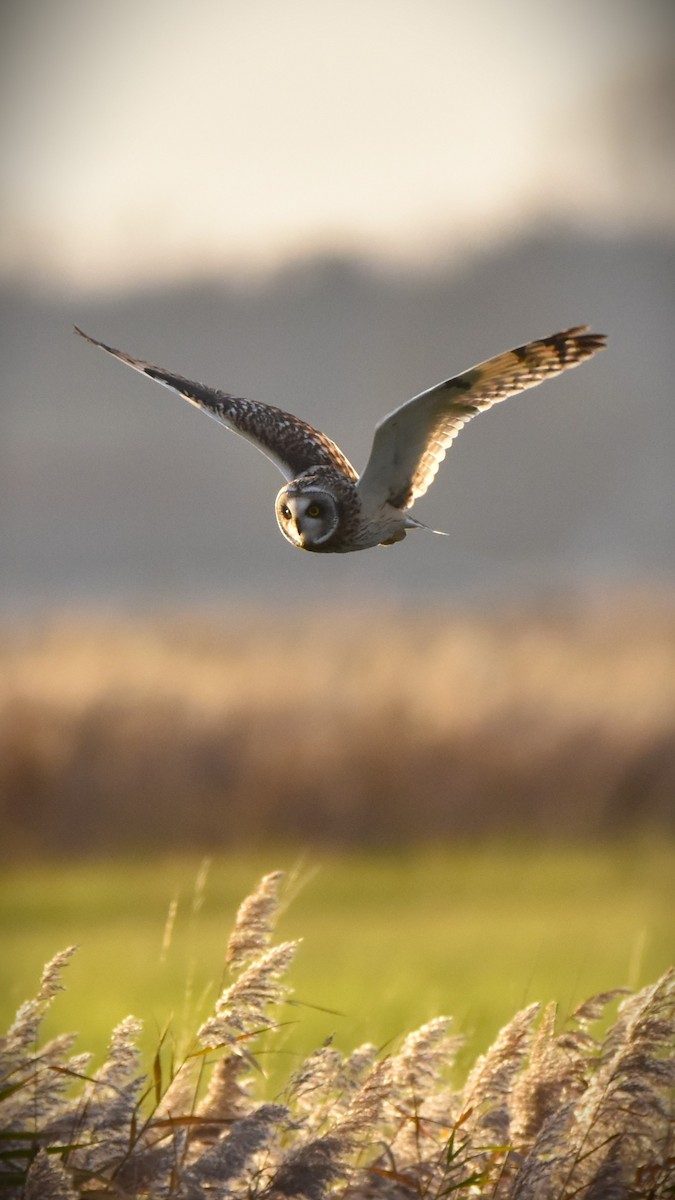 Short-eared Owl - ML645331045