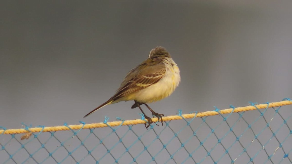 Western Yellow Wagtail - ML645331050
