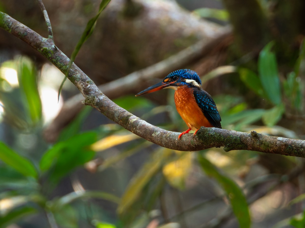 Meninting Yalıçapkını - ML645331053