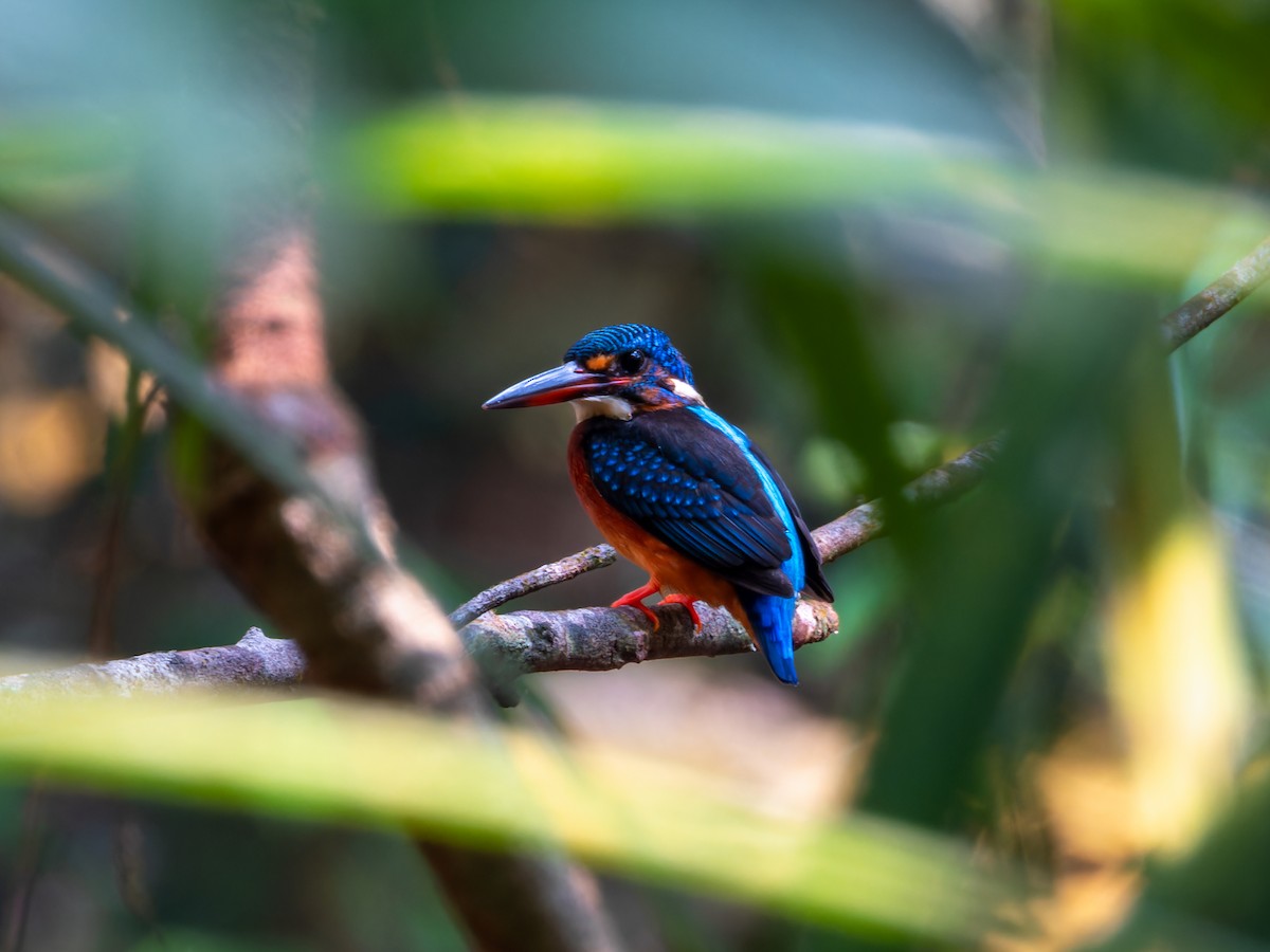 Meninting Yalıçapkını - ML645331054