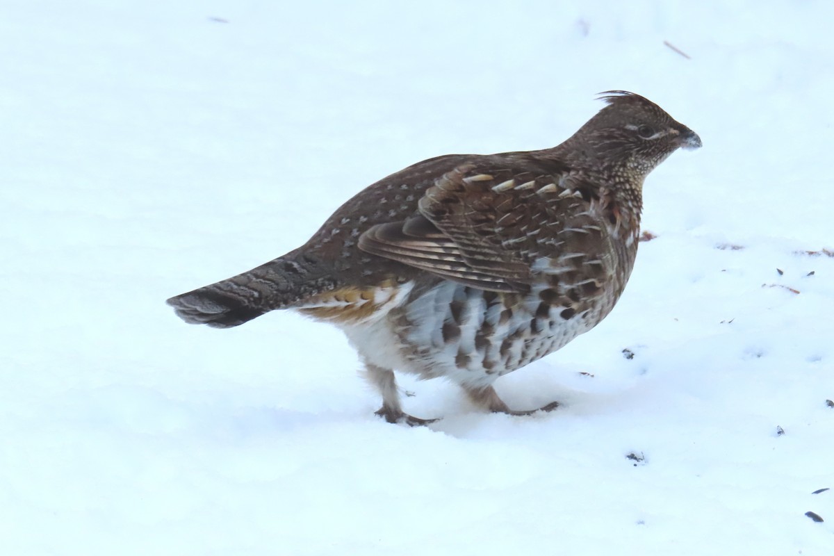 jeřábek kanadský - ML645331056