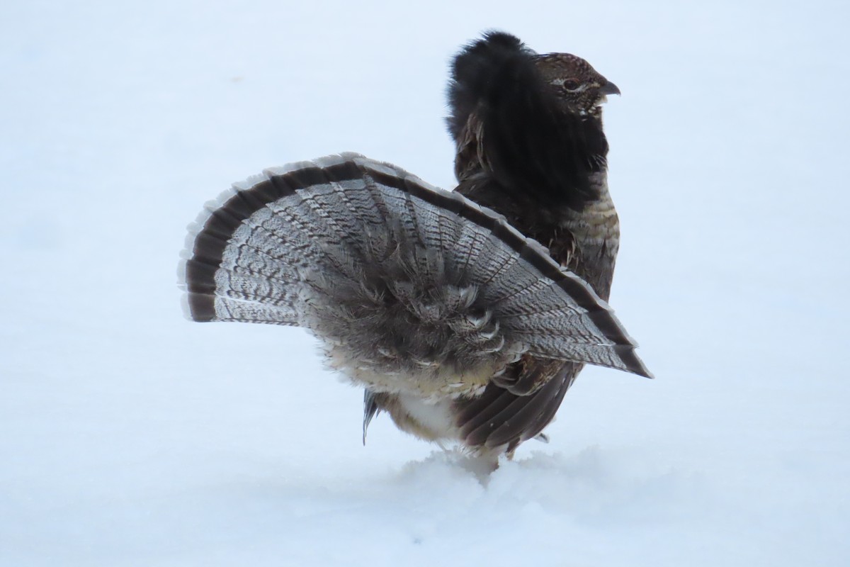 jeřábek kanadský - ML645331060