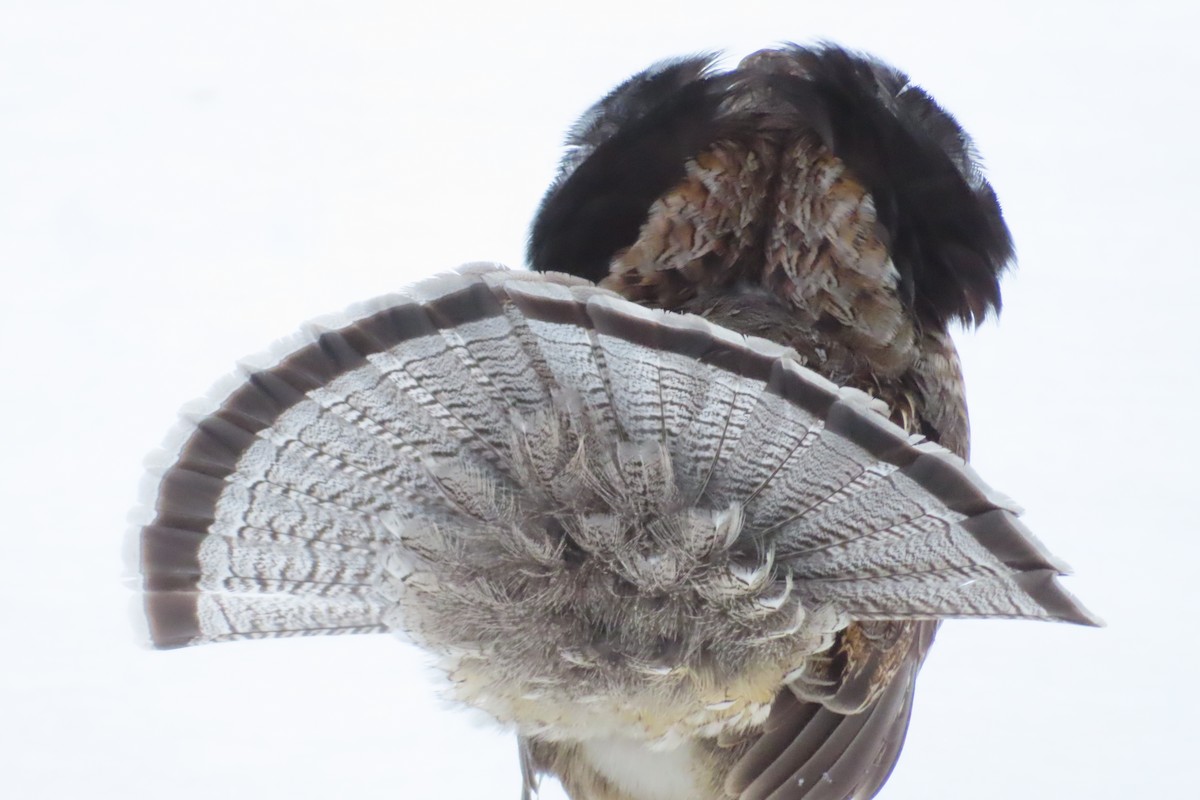 jeřábek kanadský - ML645331061