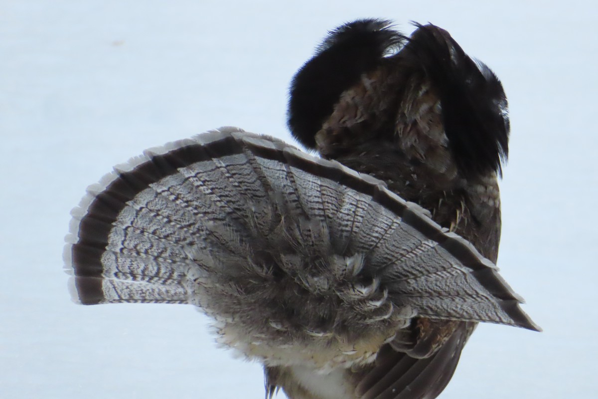 jeřábek kanadský - ML645331062