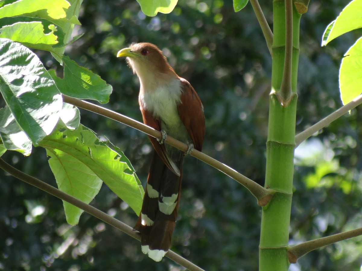 Common Squirrel-Cuckoo - ML645331069