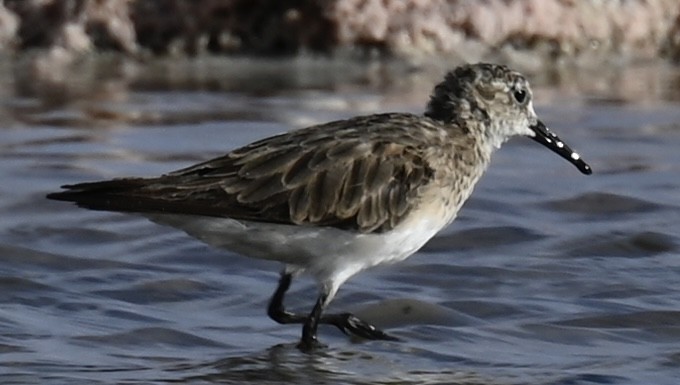 Baird's Sandpiper - ML645331070