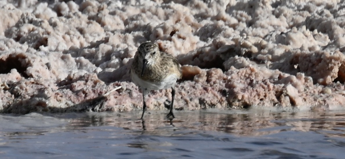 Baird's Sandpiper - ML645331071