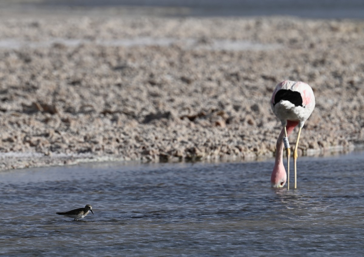 Baird's Sandpiper - ML645331073