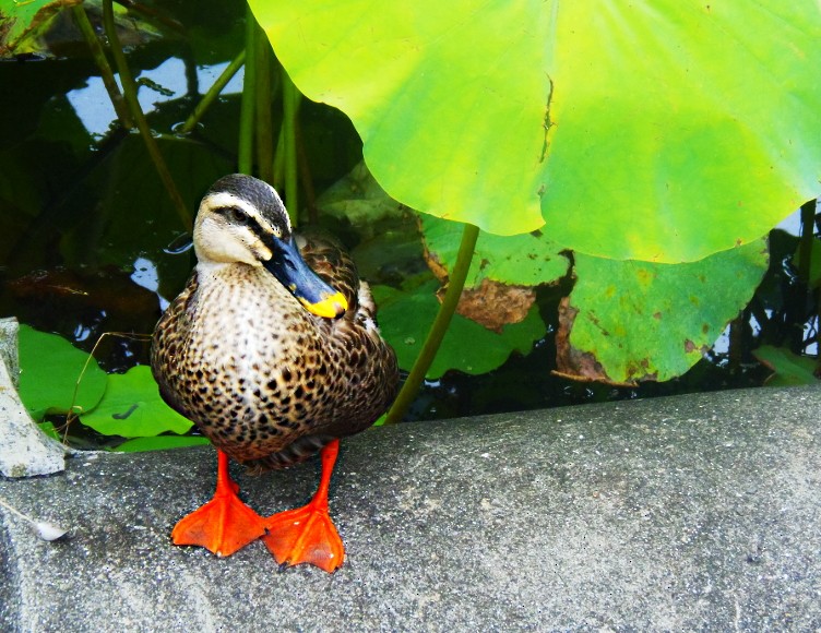 kinaand - ML645331100