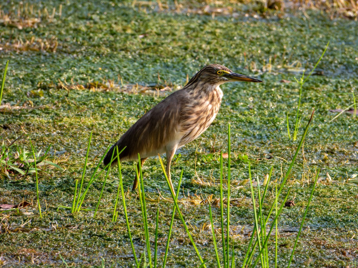 Hint Alaca Balıkçılı - ML645331102