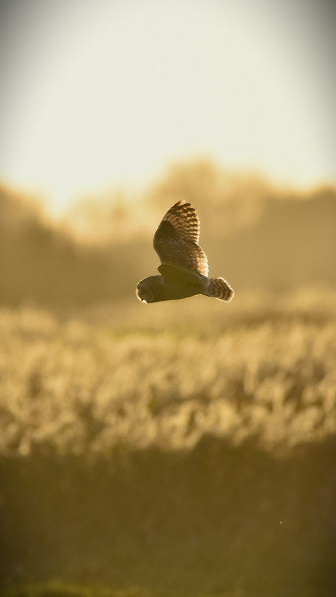 Short-eared Owl - ML645331111